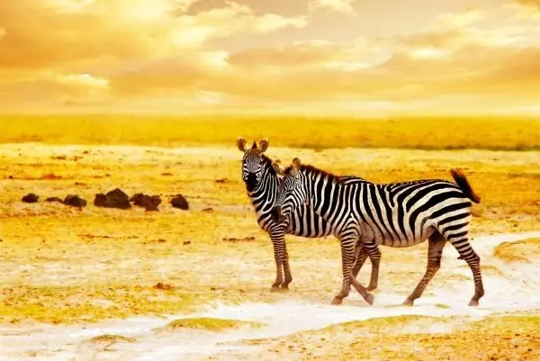 Tanzania Safari Bliss